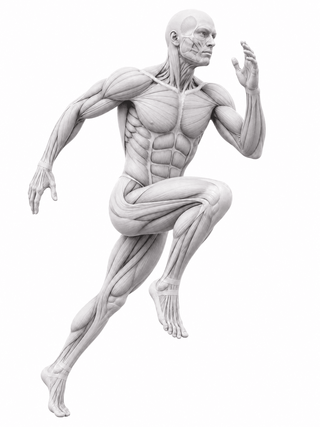Schoon 3D Lichaamsfiguur Sportmedischnetwerk